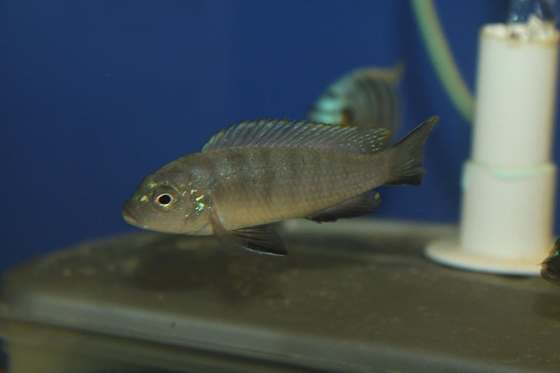 Maylandia sp. 'zebra mbowe' Mbowe Island